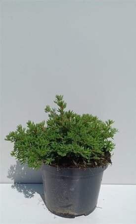 Potentilla f. 'Kobold' 25-30 cm cont. 3,0L - afbeelding 4