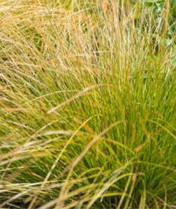 Carex comans 'Bronze Form' geen maat specificatie 0,55L/P9cm - afbeelding 3