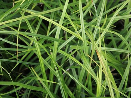 Carex oshim. 'J. S. Greenwell' geen maat specificatie 0,55L/P9cm