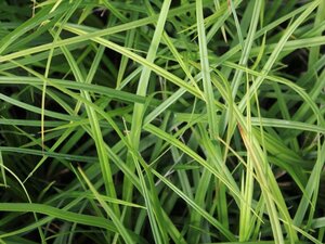 Carex oshim. 'J. S. Greenwell' geen maat specificatie 0,55L/P9cm