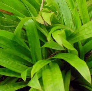 Carex plantaginea geen maat specificatie 0,55L/P9cm - afbeelding 2