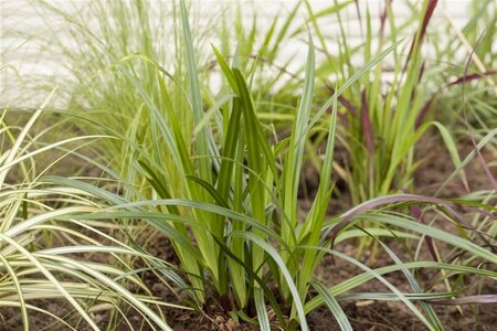 Carex plantaginea geen maat specificatie 0,55L/P9cm