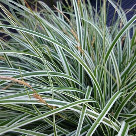 Carex oshim. Everest geen maat specificatie 0,55L/P9cm - afbeelding 3