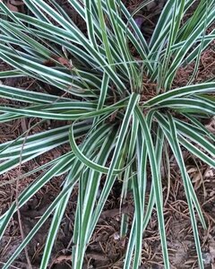 Carex oshim. Everest geen maat specificatie 0,55L/P9cm