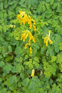 Corydalis lutea geen maat specificatie 0,55L/P9cm