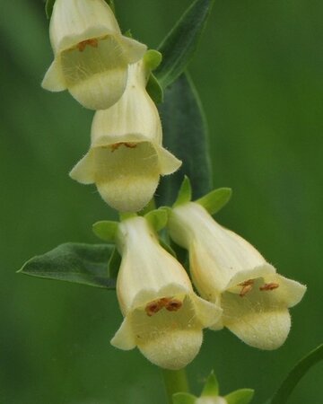 Digitalis lutea geen maat specificatie 0,55L/P9cm - afbeelding 1
