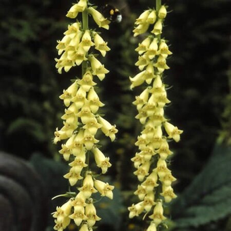 Digitalis lutea geen maat specificatie 0,55L/P9cm - afbeelding 2