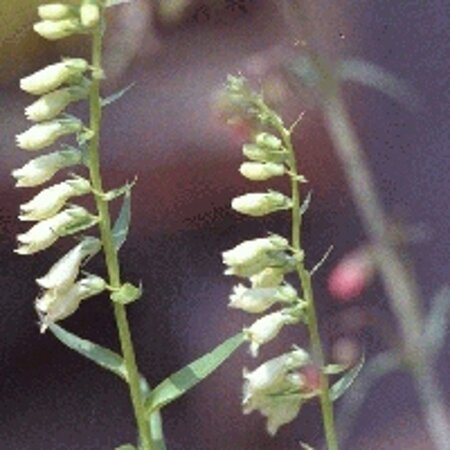 Digitalis lutea geen maat specificatie 0,55L/P9cm - afbeelding 3