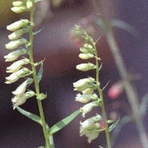 Digitalis lutea geen maat specificatie 0,55L/P9cm - afbeelding 3