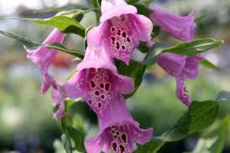 Digitalis purp. Excelsior Hybrids geen maat specificatie 0,55L/P9cm