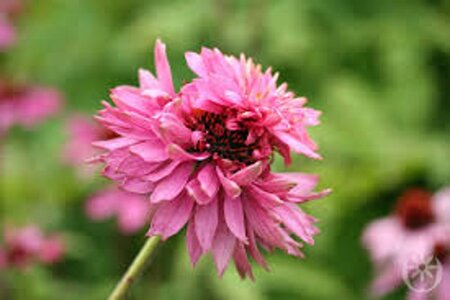 Echinacea p. 'Double-Decker' geen maat specificatie 0,55L/P9cm - afbeelding 2