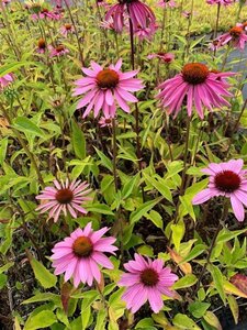 Echinacea p. 'Double-Decker' geen maat specificatie 0,55L/P9cm