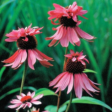 Echinacea p. 'Double-Decker' geen maat specificatie 0,55L/P9cm - afbeelding 3