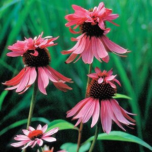Echinacea p. 'Double-Decker' geen maat specificatie 0,55L/P9cm - afbeelding 3