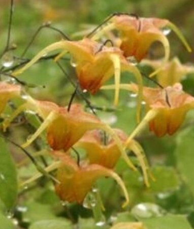 Epimedium 'Amber Queen' geen maat specificatie 0,55L/P9cm - afbeelding 6