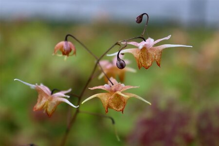 Epimedium 'Amber Queen' geen maat specificatie 0,55L/P9cm - afbeelding 7