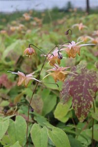 Epimedium 'Amber Queen' geen maat specificatie 0,55L/P9cm - afbeelding 8