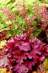Heuchera 'Berry Smoothie' geen maat specificatie 0,55L/P9cm