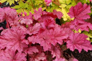 Heuchera 'Berry Smoothie' geen maat specificatie 0,55L/P9cm
