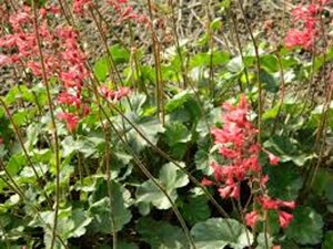 Heuchera 'Pluie de Feu' geen maat specificatie 0,55L/P9cm - afbeelding 1