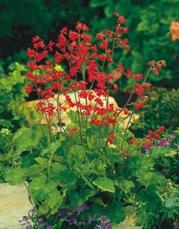 Heuchera 'Pluie de Feu' geen maat specificatie 0,55L/P9cm - afbeelding 2