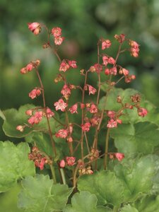 Heuchera 'Pluie de Feu' geen maat specificatie 0,55L/P9cm - afbeelding 3