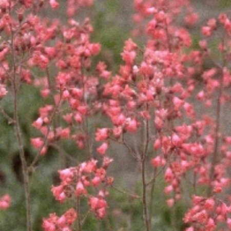 Heuchera 'Pluie de Feu' geen maat specificatie 0,55L/P9cm - afbeelding 4