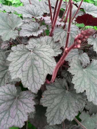 Heuchera Frosted Violet geen maat specificatie 0,55L/P9cm - afbeelding 4