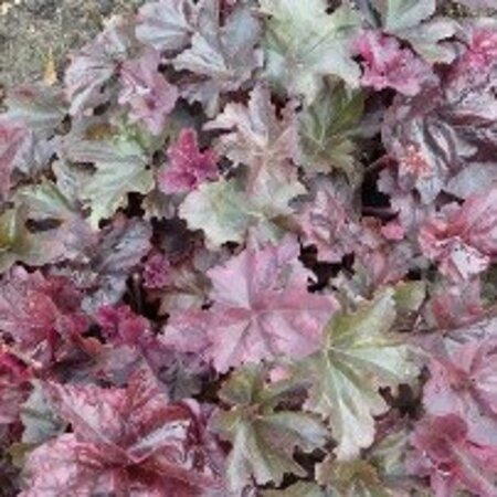 Heuchera Frosted Violet geen maat specificatie 0,55L/P9cm - afbeelding 1