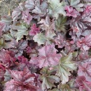 Heuchera Frosted Violet geen maat specificatie 0,55L/P9cm - afbeelding 1