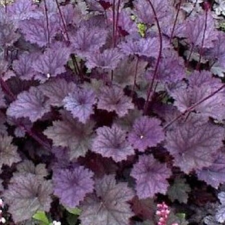 Heuchera Frosted Violet geen maat specificatie 0,55L/P9cm - afbeelding 2