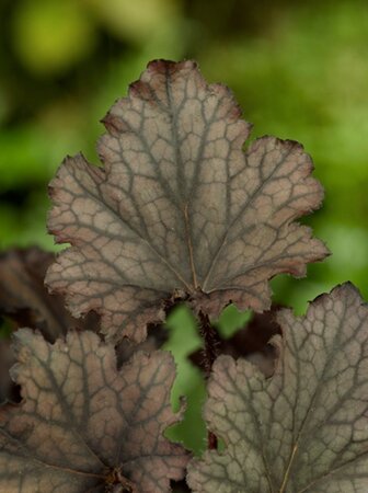 Heuchera Frosted Violet geen maat specificatie 0,55L/P9cm - afbeelding 3