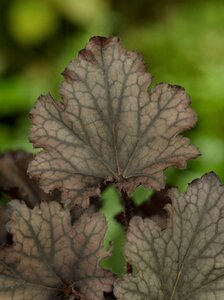 Heuchera Frosted Violet geen maat specificatie 0,55L/P9cm - afbeelding 3