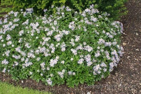 Kalimeris incisa 'Nana Blue' geen maat specificatie 0,55L/P9cm