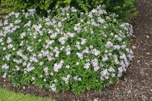 Kalimeris incisa 'Nana Blue' geen maat specificatie 0,55L/P9cm