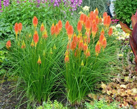 Kniphofia 'Papaya Popsicle' geen maat specificatie 0,55L/P9cm - afbeelding 1