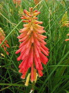Kniphofia 'Papaya Popsicle' geen maat specificatie 0,55L/P9cm - afbeelding 2