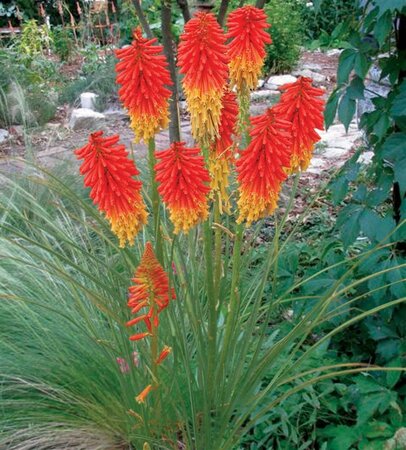 Kniphofia 'Papaya Popsicle' geen maat specificatie 0,55L/P9cm - afbeelding 4