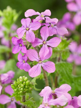 Lunaria annua geen maat specificatie 0,55L/P9cm - afbeelding 1