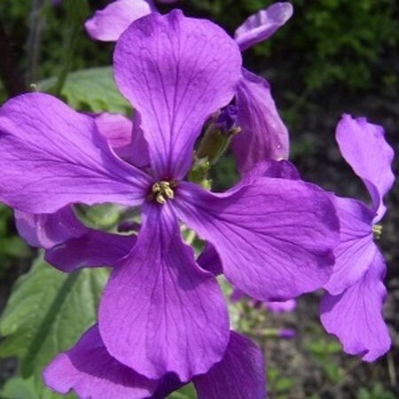 Lunaria annua geen maat specificatie 0,55L/P9cm - afbeelding 2