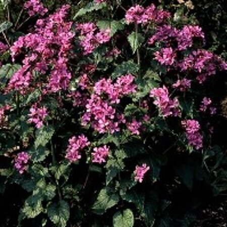Lunaria annua geen maat specificatie 0,55L/P9cm - afbeelding 3