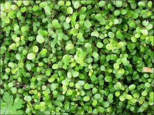 Muehlenbeckia axillaris geen maat specificatie 0,55L/P9cm