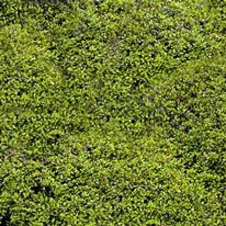 Muehlenbeckia axillaris geen maat specificatie 0,55L/P9cm - afbeelding 2