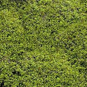 Muehlenbeckia axillaris geen maat specificatie 0,55L/P9cm - afbeelding 2