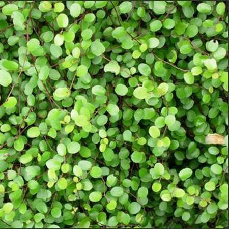 Muehlenbeckia axillaris geen maat specificatie 0,55L/P9cm - afbeelding 3