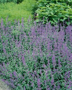 Nepeta 'Dropmore' geen maat specificatie 0,55L/P9cm - afbeelding 1