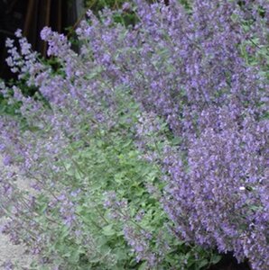 Nepeta 'Dropmore' geen maat specificatie 0,55L/P9cm
