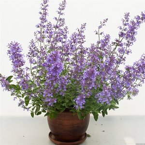 Nepeta Junior Walker geen maat specificatie 0,55L/P9cm - afbeelding 1