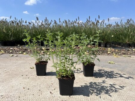 Nepeta Junior Walker geen maat specificatie 0,55L/P9cm