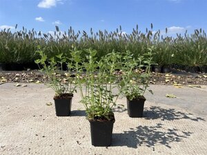 Nepeta Junior Walker geen maat specificatie 0,55L/P9cm
